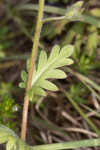 Prairie phacelia